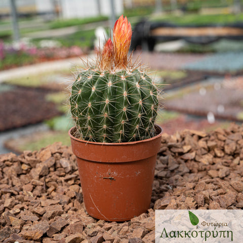 Parodia ottonis horstii