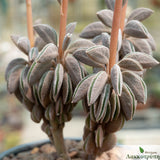 Peperomia asperula