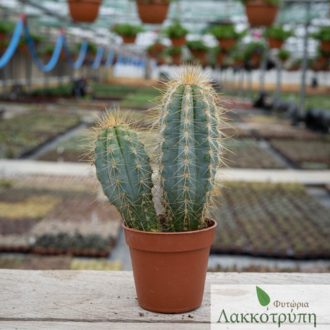 Pilosocereus odilensis