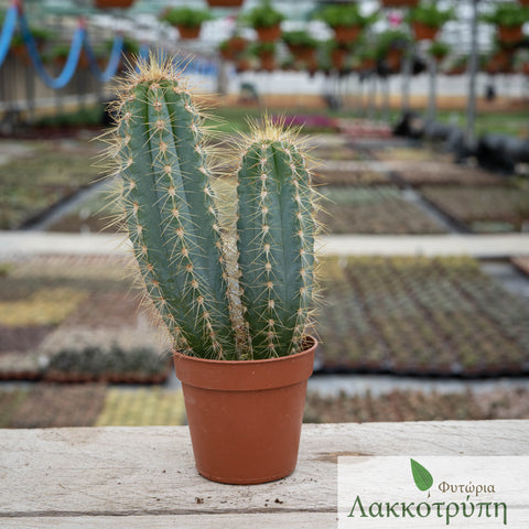 Pilosocerus azulensis