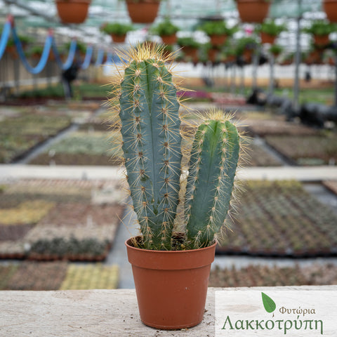 Pilosocereus azureus