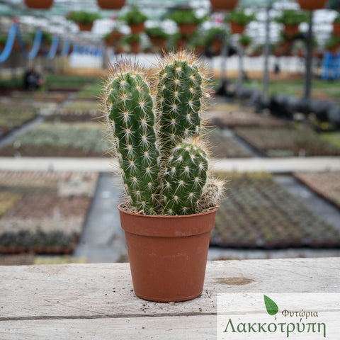 Pilosocereus braunii