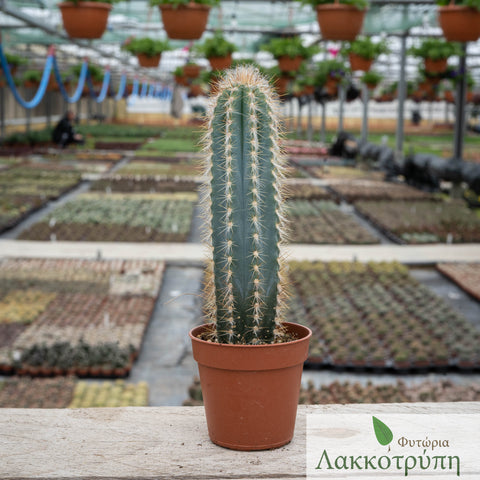 Pilosocereus fulvilanatus