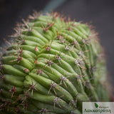 Polaskia chichipe cristata