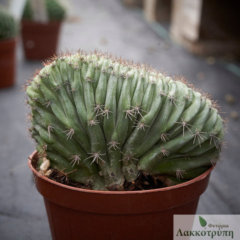 Polaskia chichipe cristata