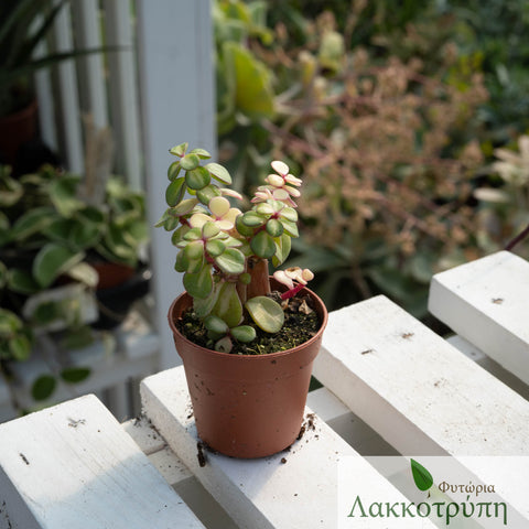 Portulacaria afra mediopicta