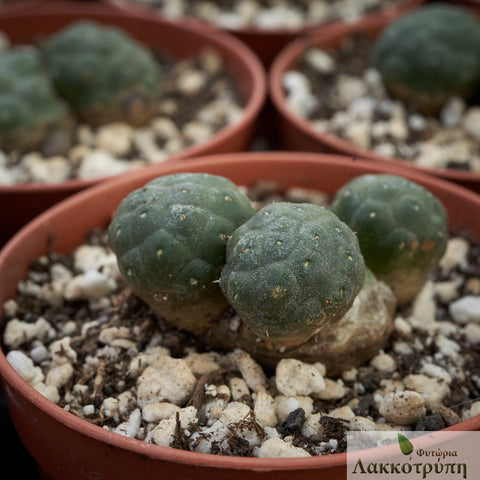 Puna bonnieae inermis