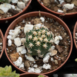 Pygmaeocereus bieblii