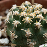 Pygmaeocereus bieblii