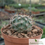 Pyrrhocactus strausianus