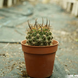 Pyrrhocactus curvispinus