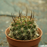 Pyrrhocactus curvispinus