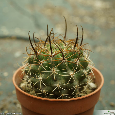 Pyrrhocactus curvispinus
