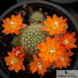 Rebutia pulvinosa