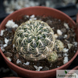 Rebutia canigueralii crispata