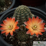 Rebutia pygmaea