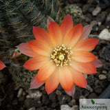 Rebutia pygmaea