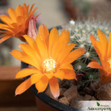 Rebutia flavistyla