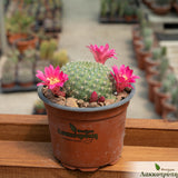 Rebutia minuscula