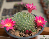 Rebutia minuscula