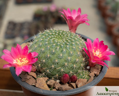 Rebutia minuscula