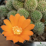Rebutia pulvinosa