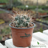 Sclerocactus uncinatus