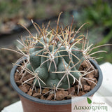 Sclerocactus uncinatus