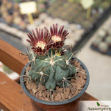 Sclerocactus uncinatus