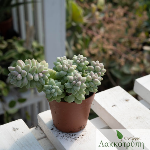 Sedum burritum