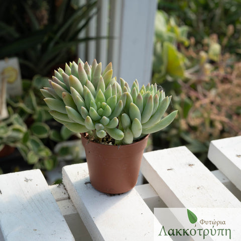 Sedum morgnianum