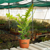 Selenicereus anthonyanus