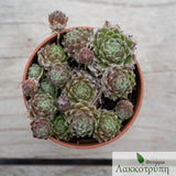 Sempervivum sp