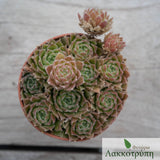 Sempervivum sp