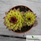 Sempervivum sp