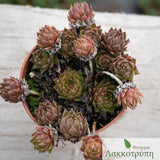 Sempervivum sp