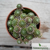 Sempervivum sp
