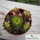 Sempervivum sp