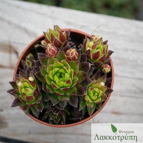 Sempervivum sp