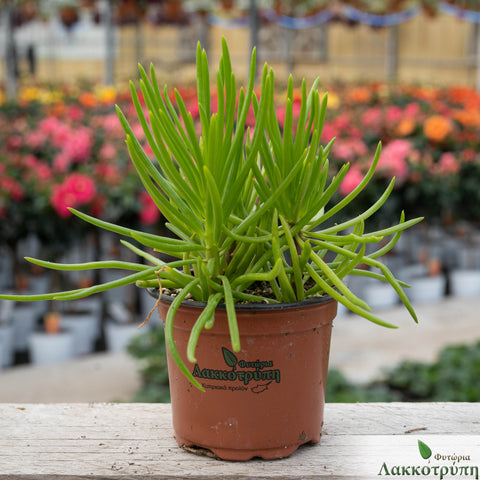 Senecio barbertonicus