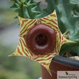 Stapelia zebrina