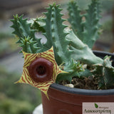 Stapelia zebrina