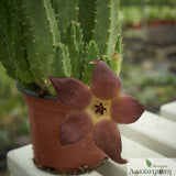 Stapelia schinzii bergeriana 