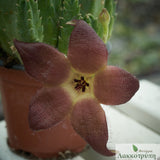 Stapelia schinzii bergeriana 