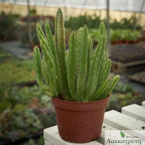 Stapelia leendertziae