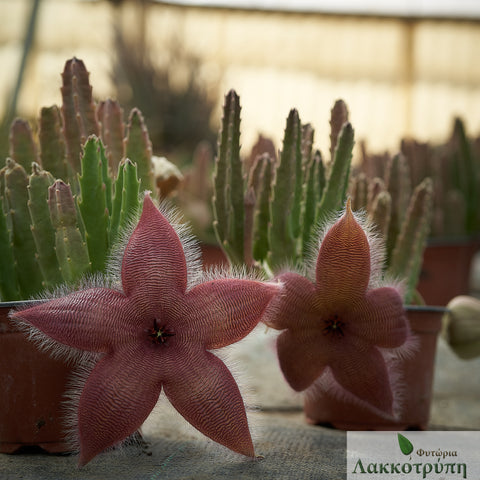 Stapelia asteria