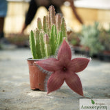 Stapelia asteria