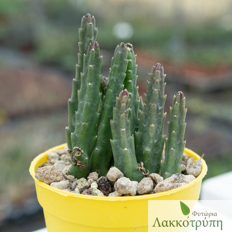 Stapelia divaricata