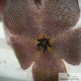Stapelia grandiflora