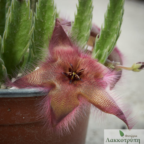 Stapelia hirsuta